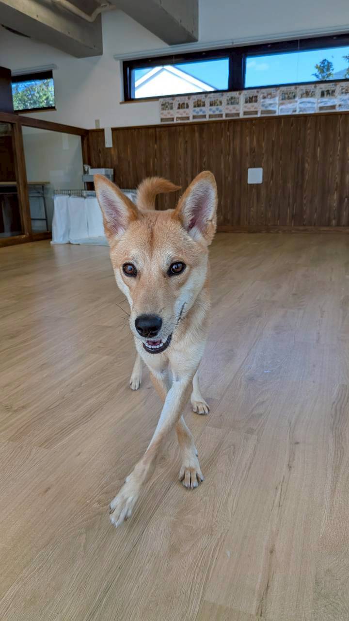 犬種不明