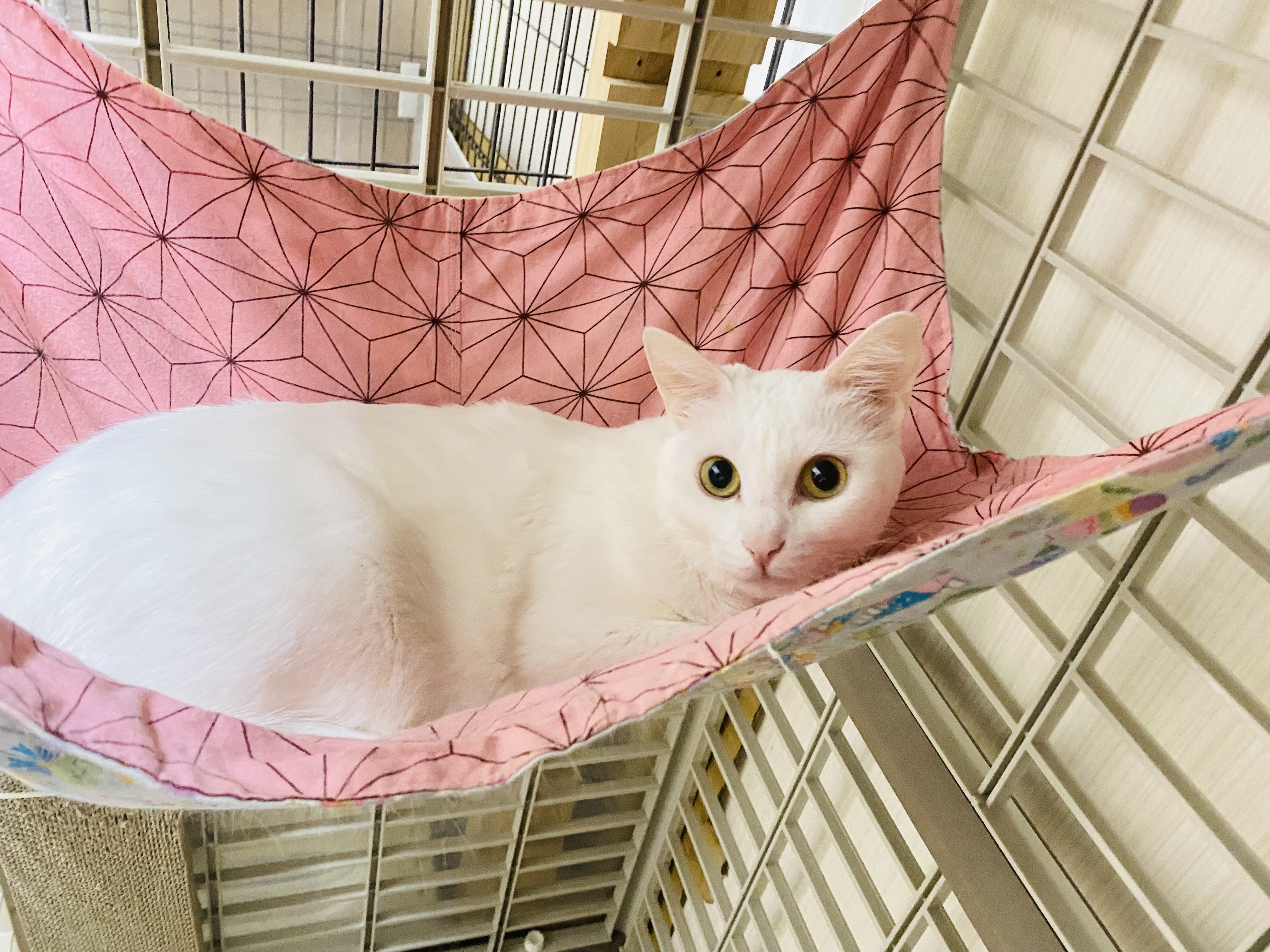 日野ちゃん