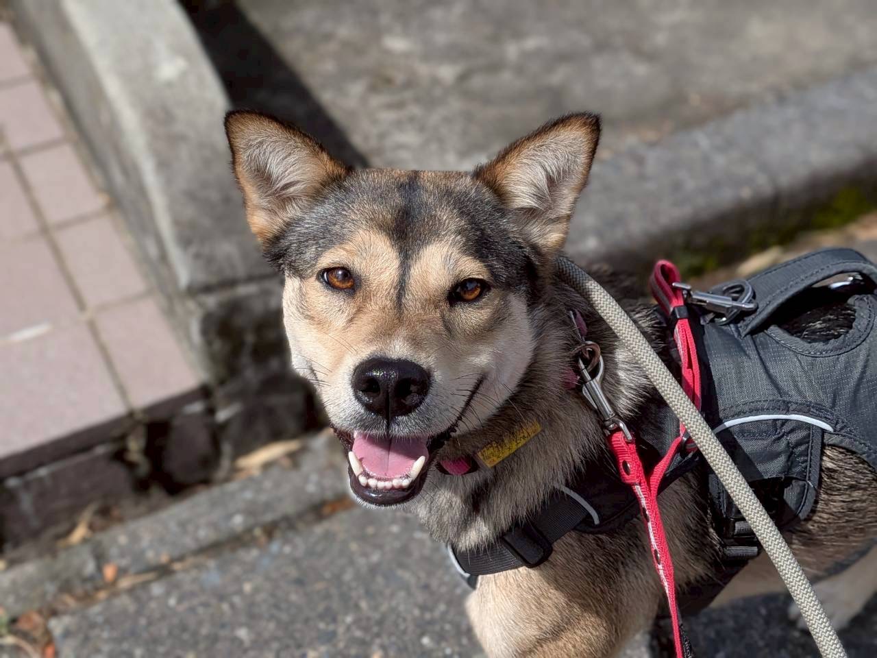犬種不明