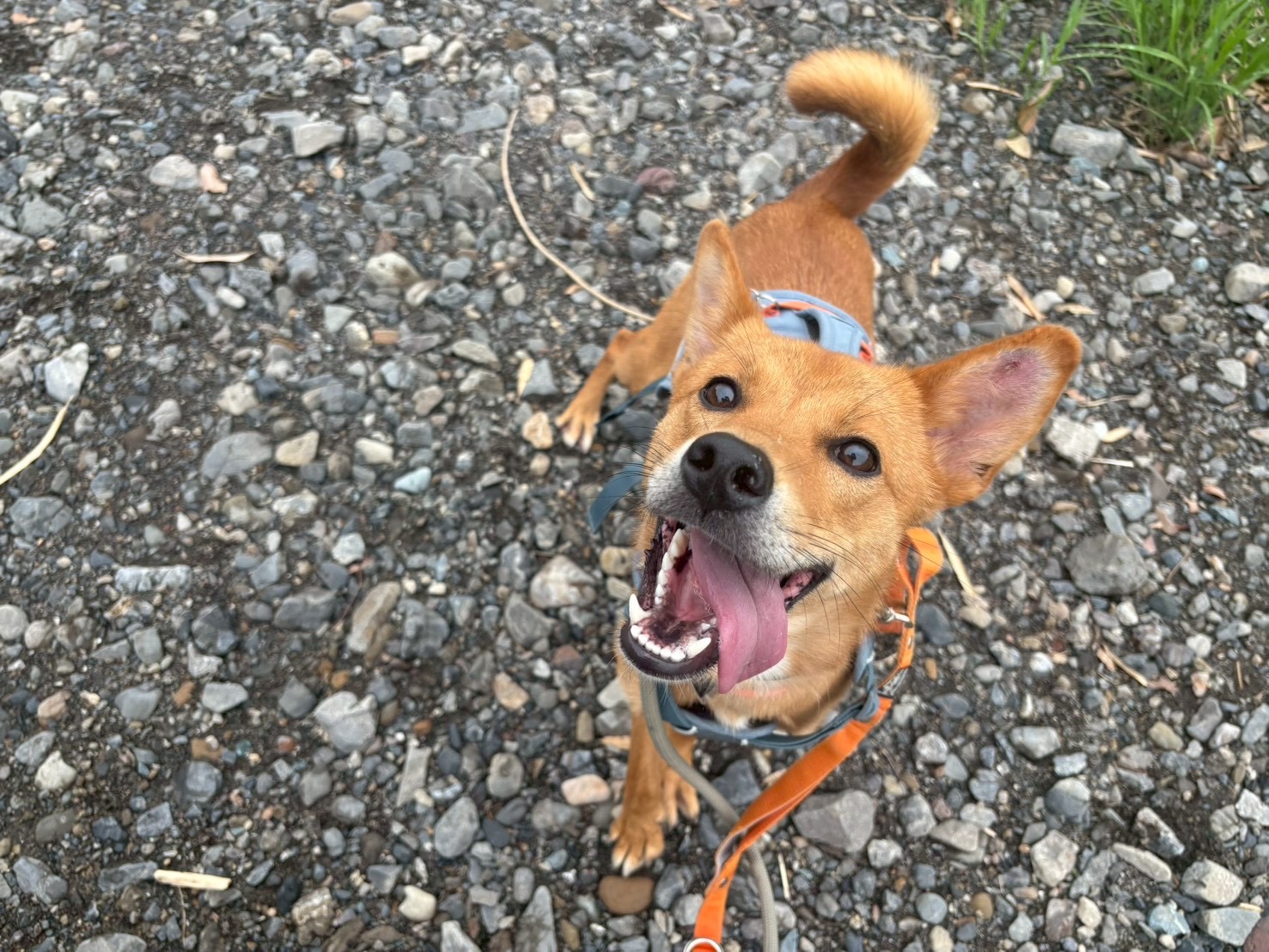犬種不明