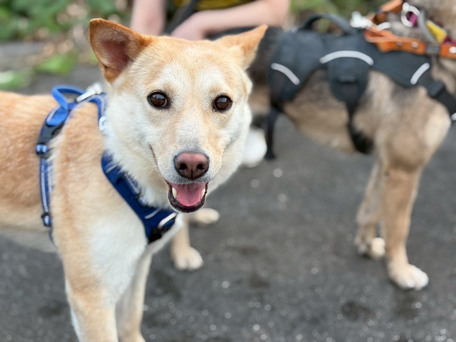犬種不明