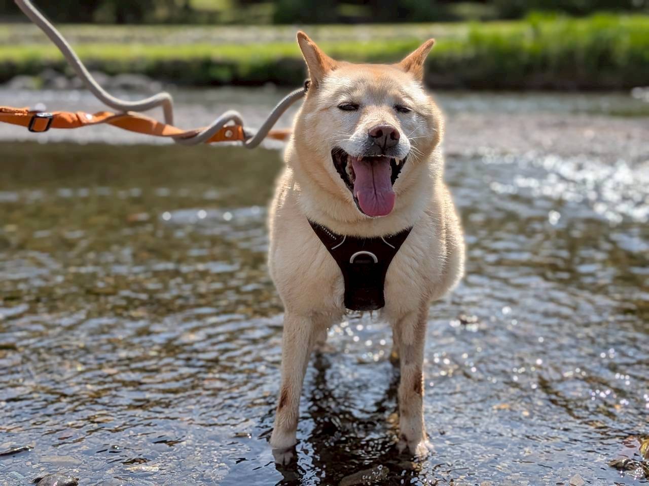 犬種不明
