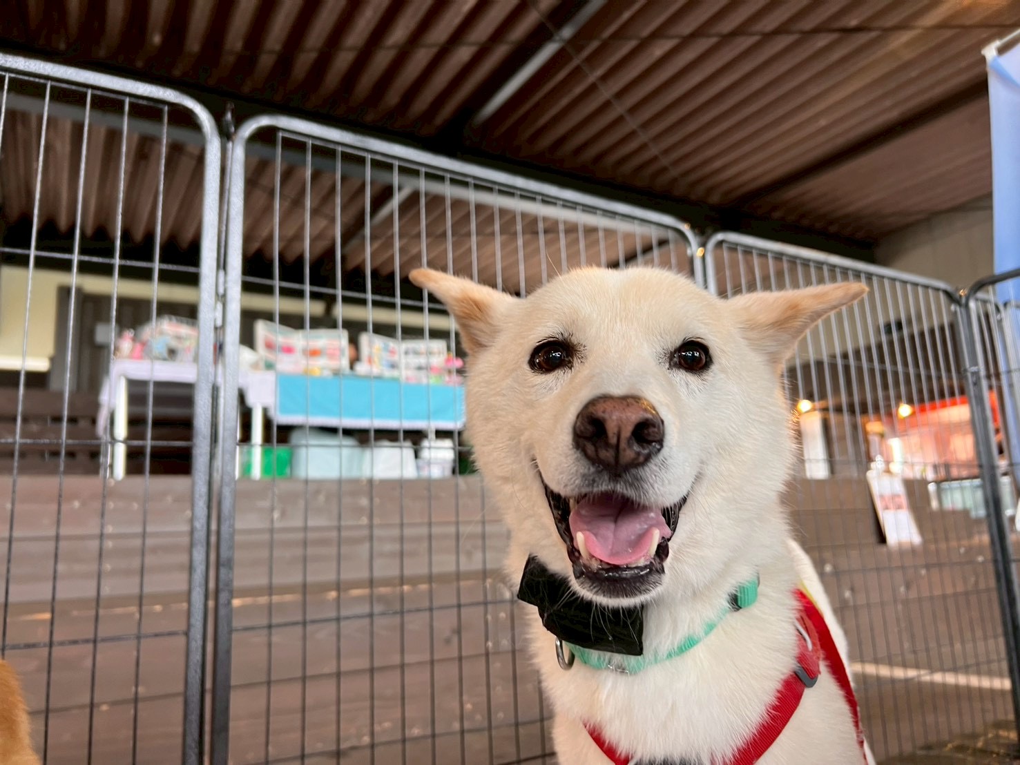 犬種不明