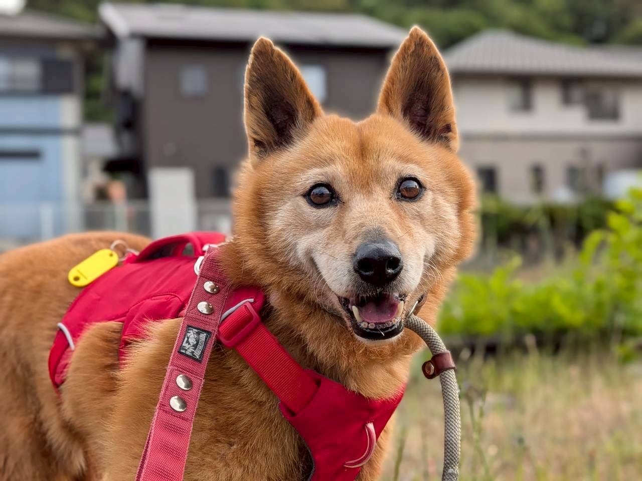 犬種不明