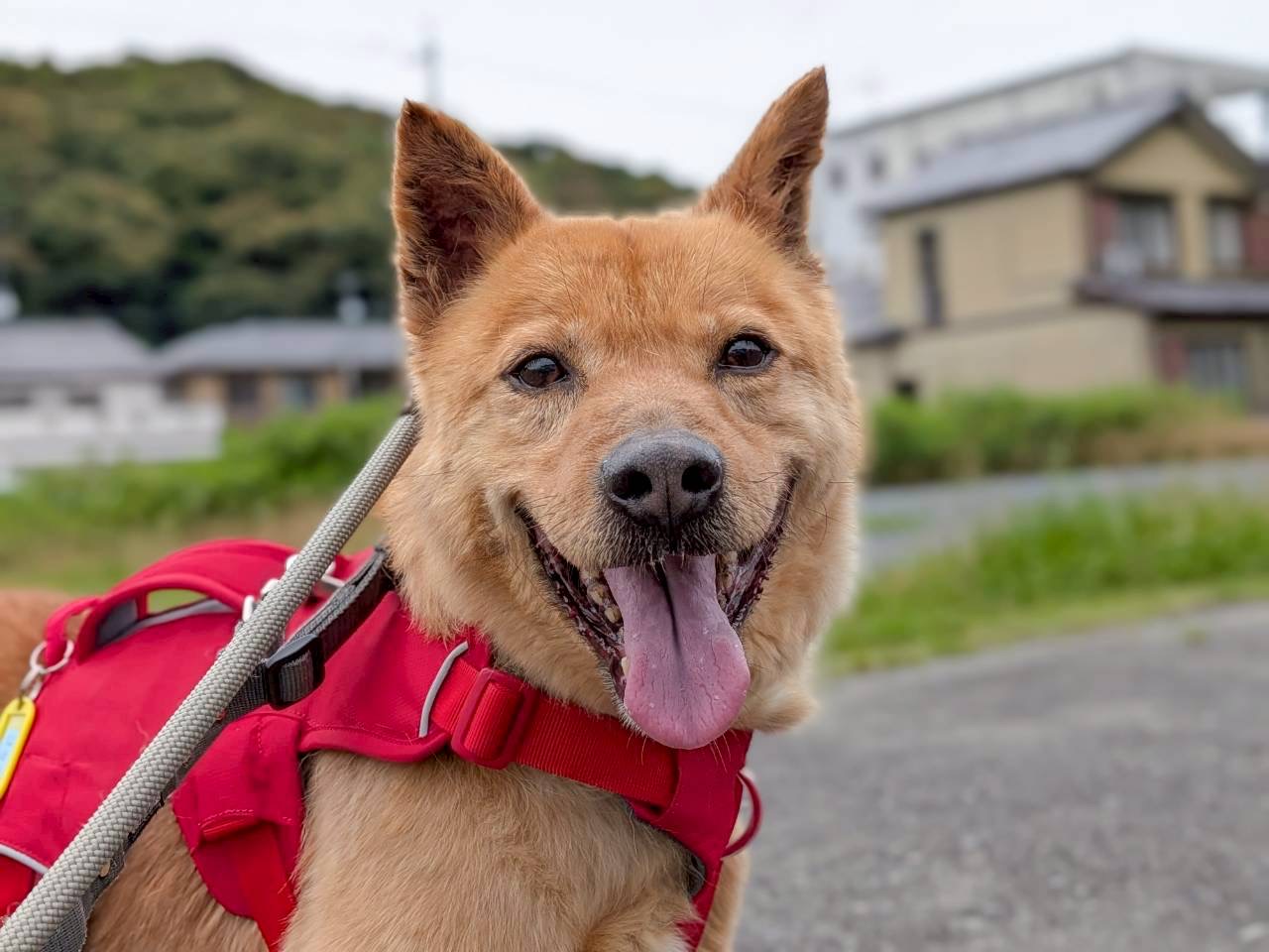 犬種不明