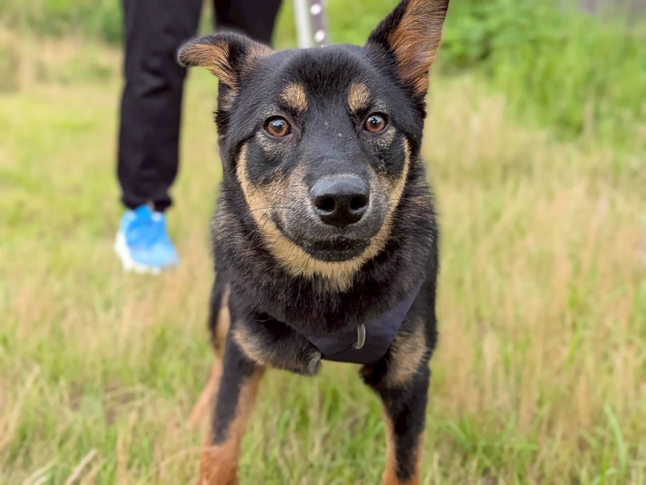 犬種不明