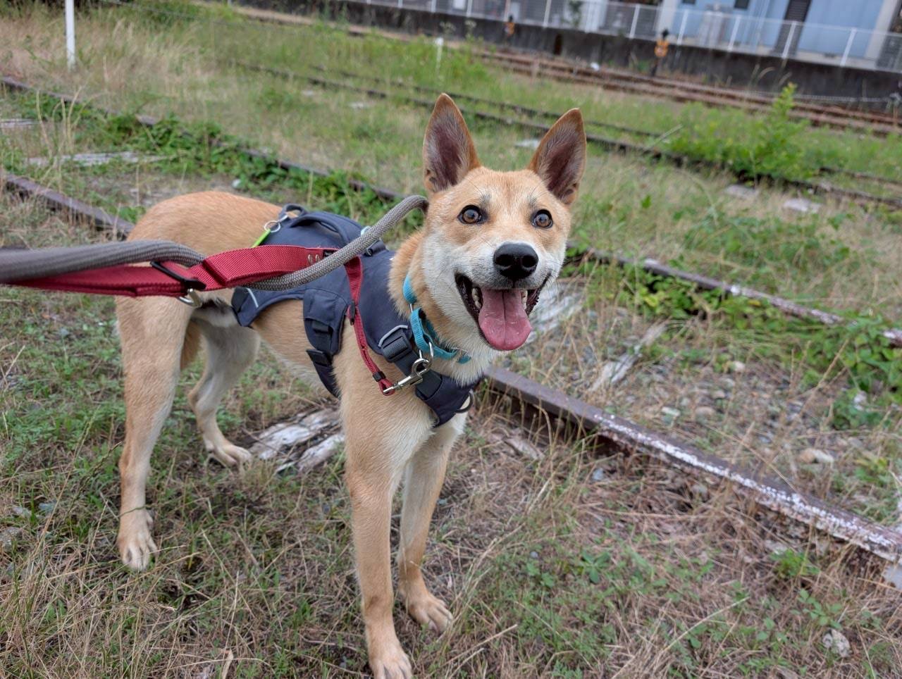 犬種不明