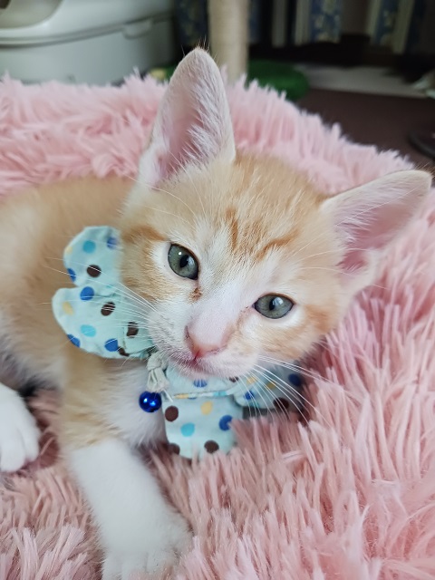 猫種不明