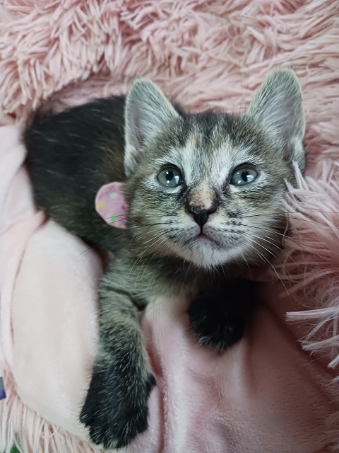 猫種不明