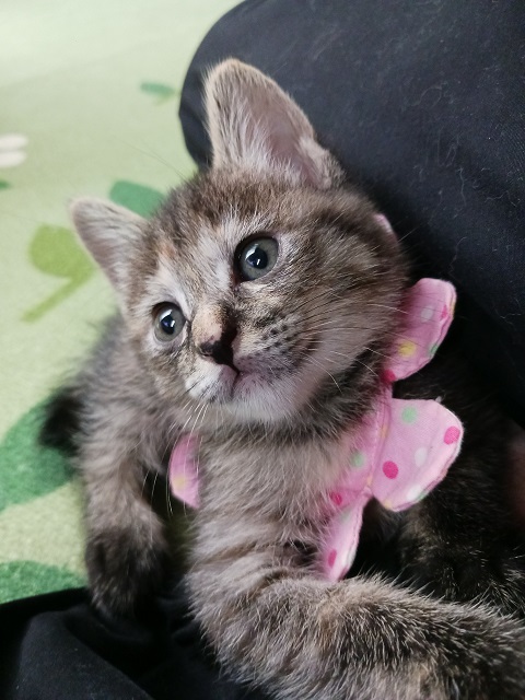ヘミ
