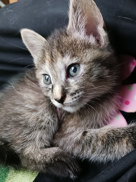 ヘミ