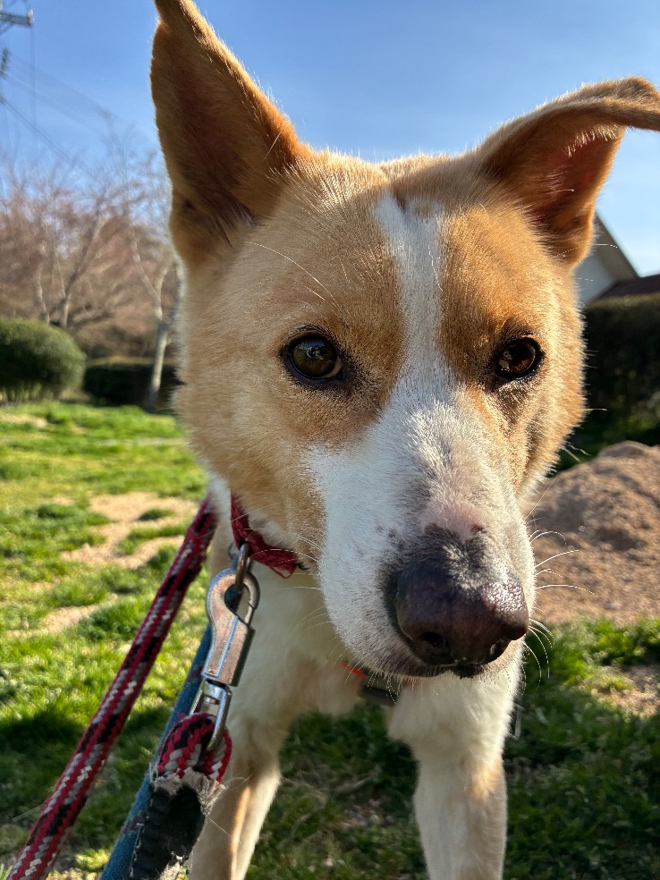 犬種不明