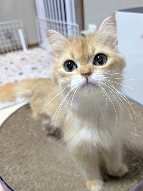 さくらは