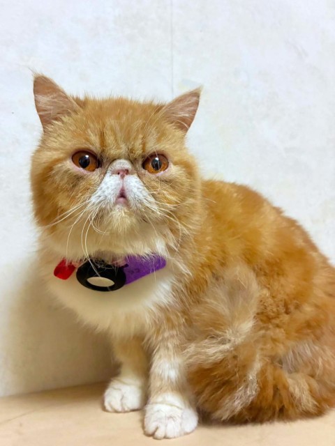 エキゾチック