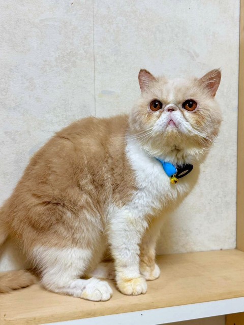 エキゾチック