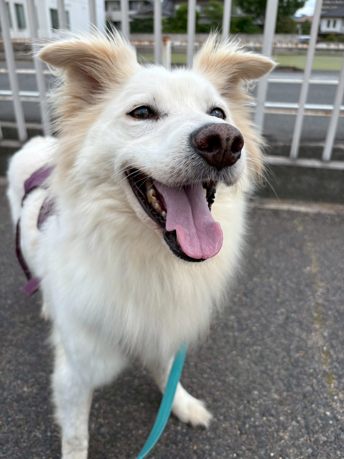 犬種不明