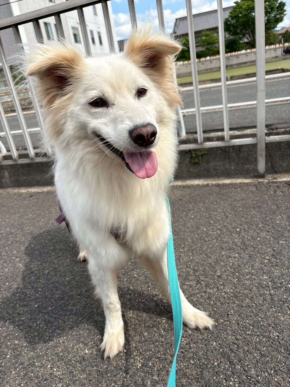 キンプリ🌷福山譲渡センター