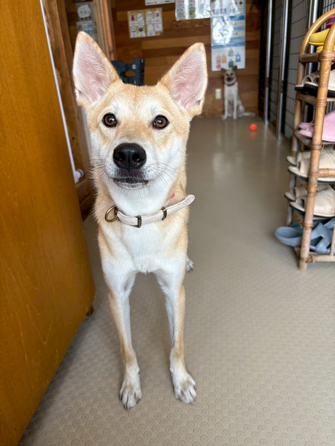 犬種不明