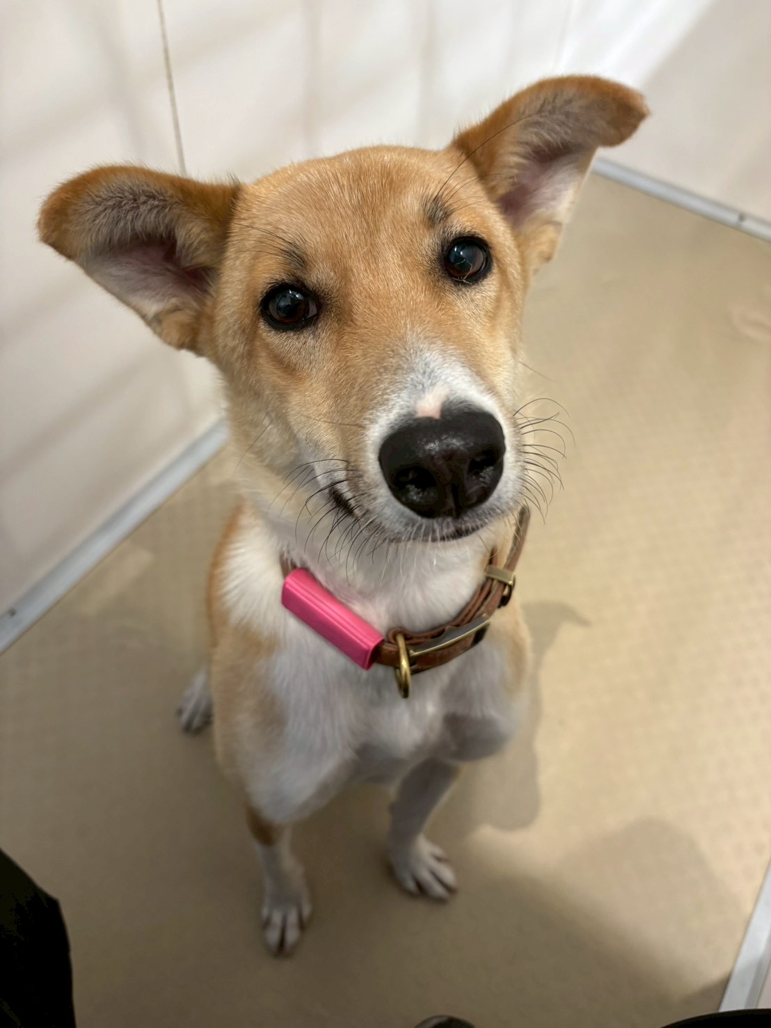 犬種不明
