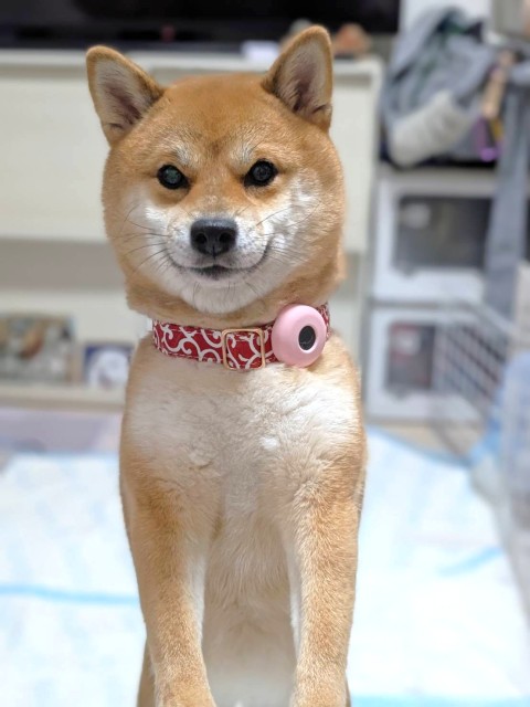 柴犬