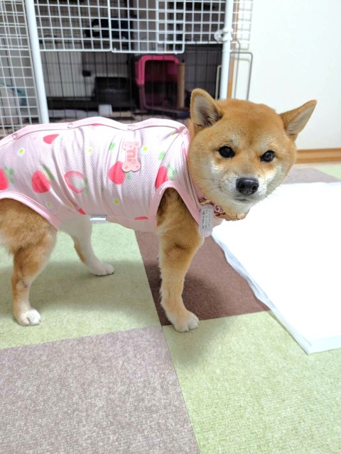 ふーら