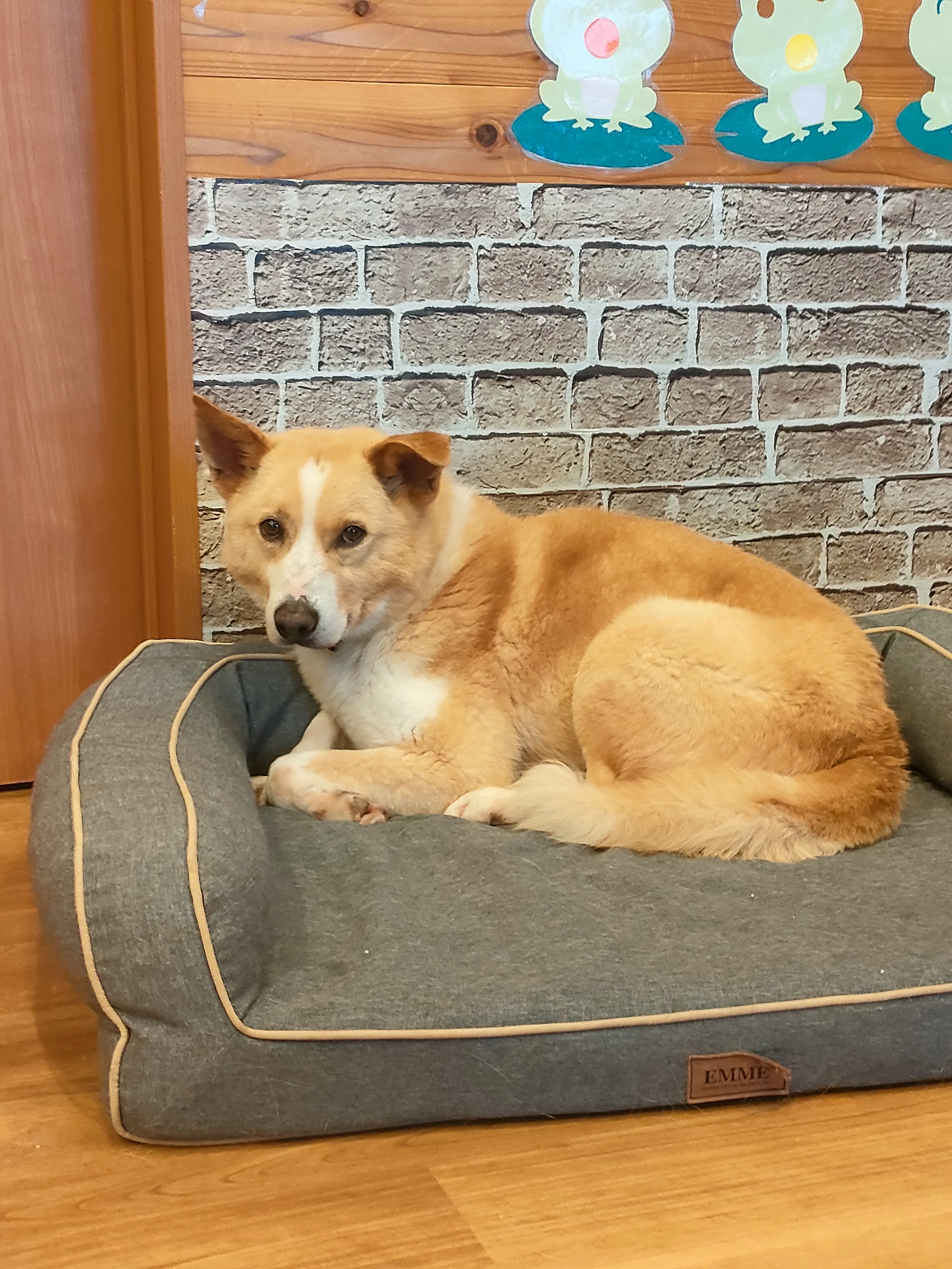 犬種不明