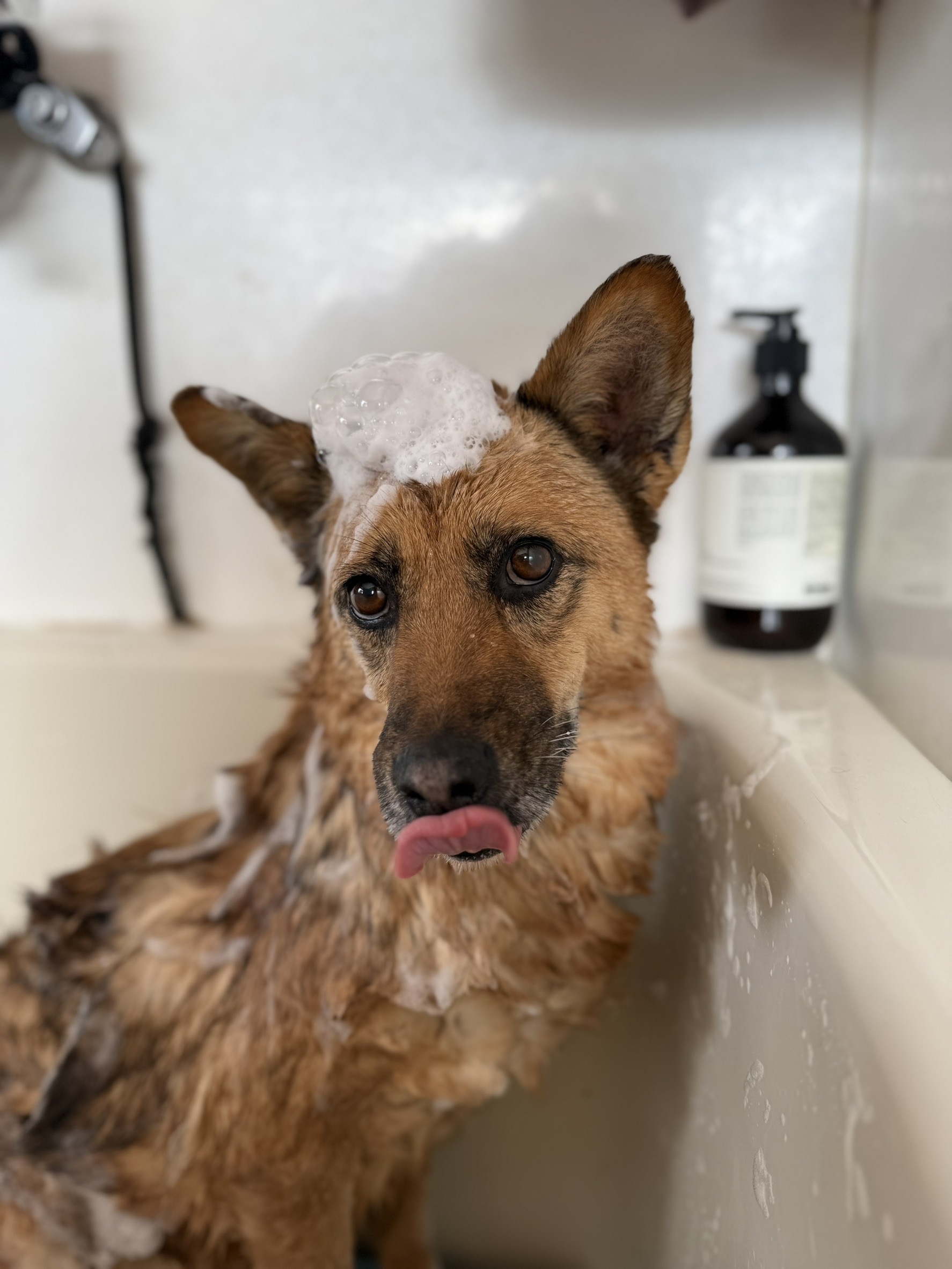 犬種不明