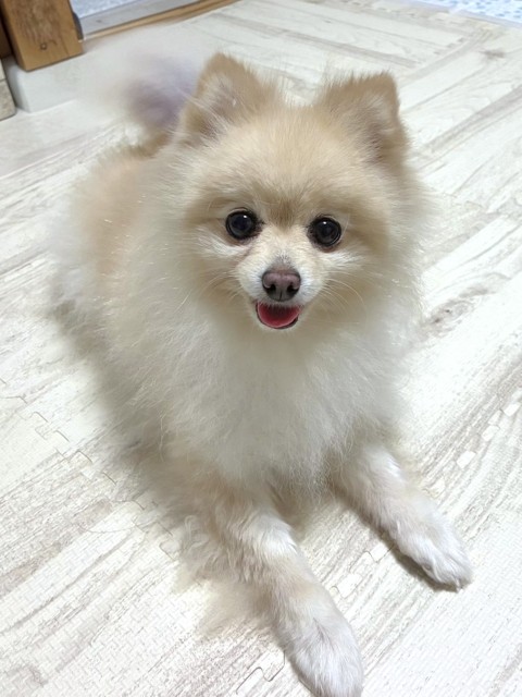 ポメラニアン