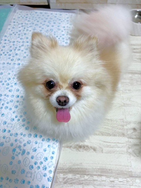 ポメラニアン