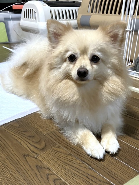 ポメラニアン