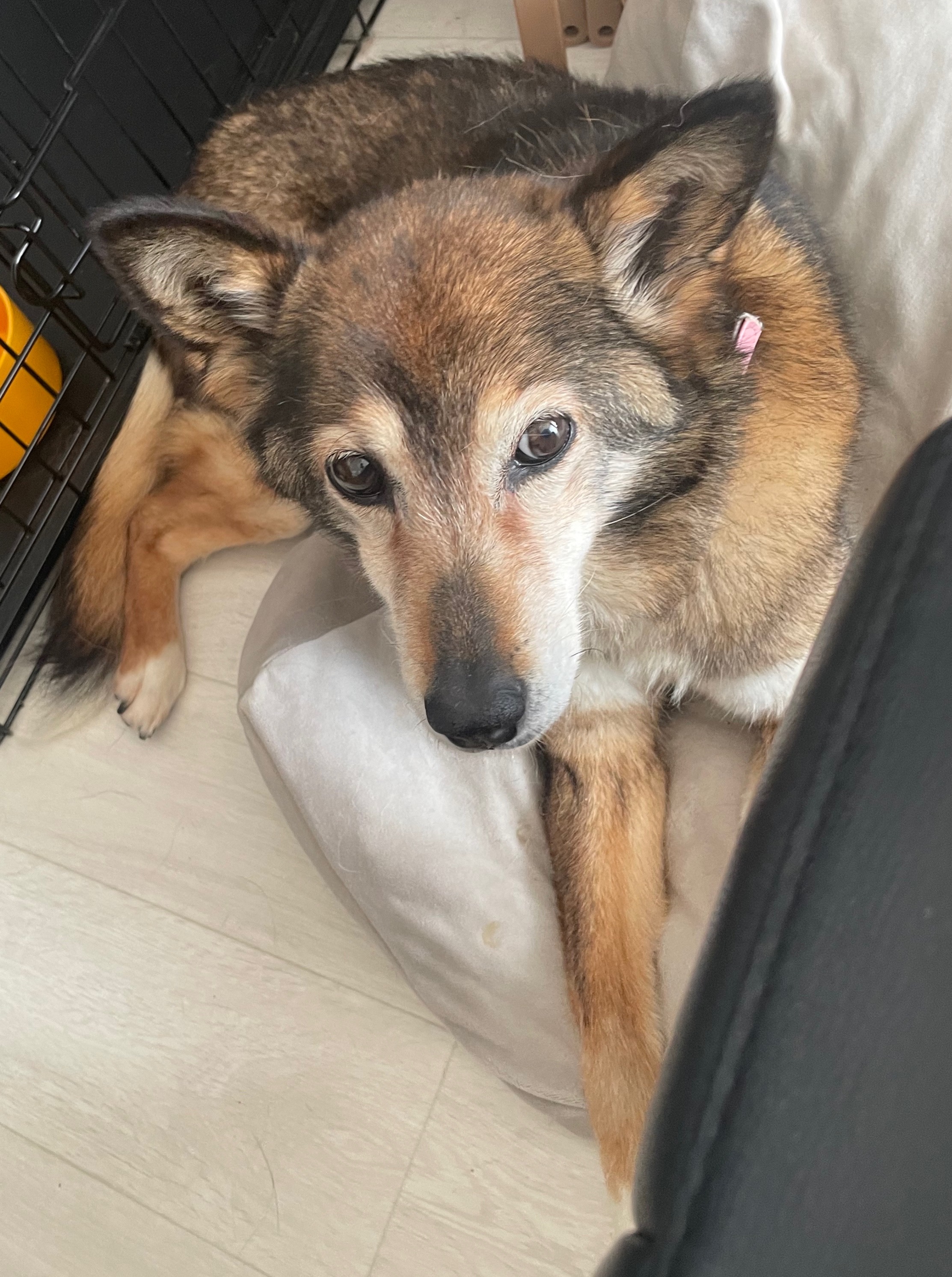 犬種不明