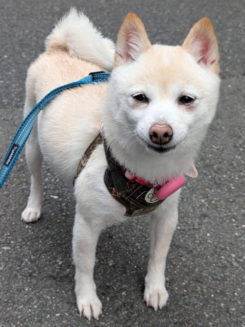 柴犬