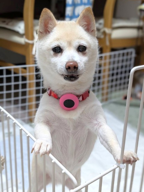 おもち姫