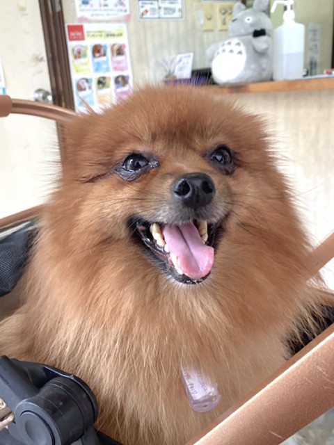 ポメラニアン