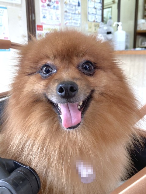 むぎの