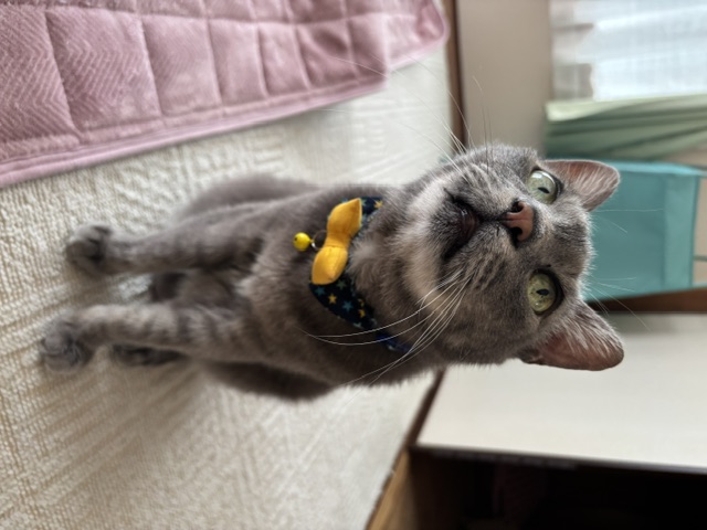 コロネ
