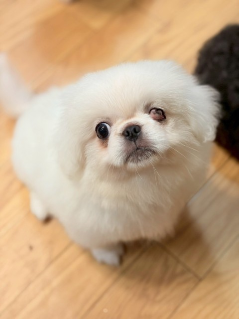 ペキニーズ