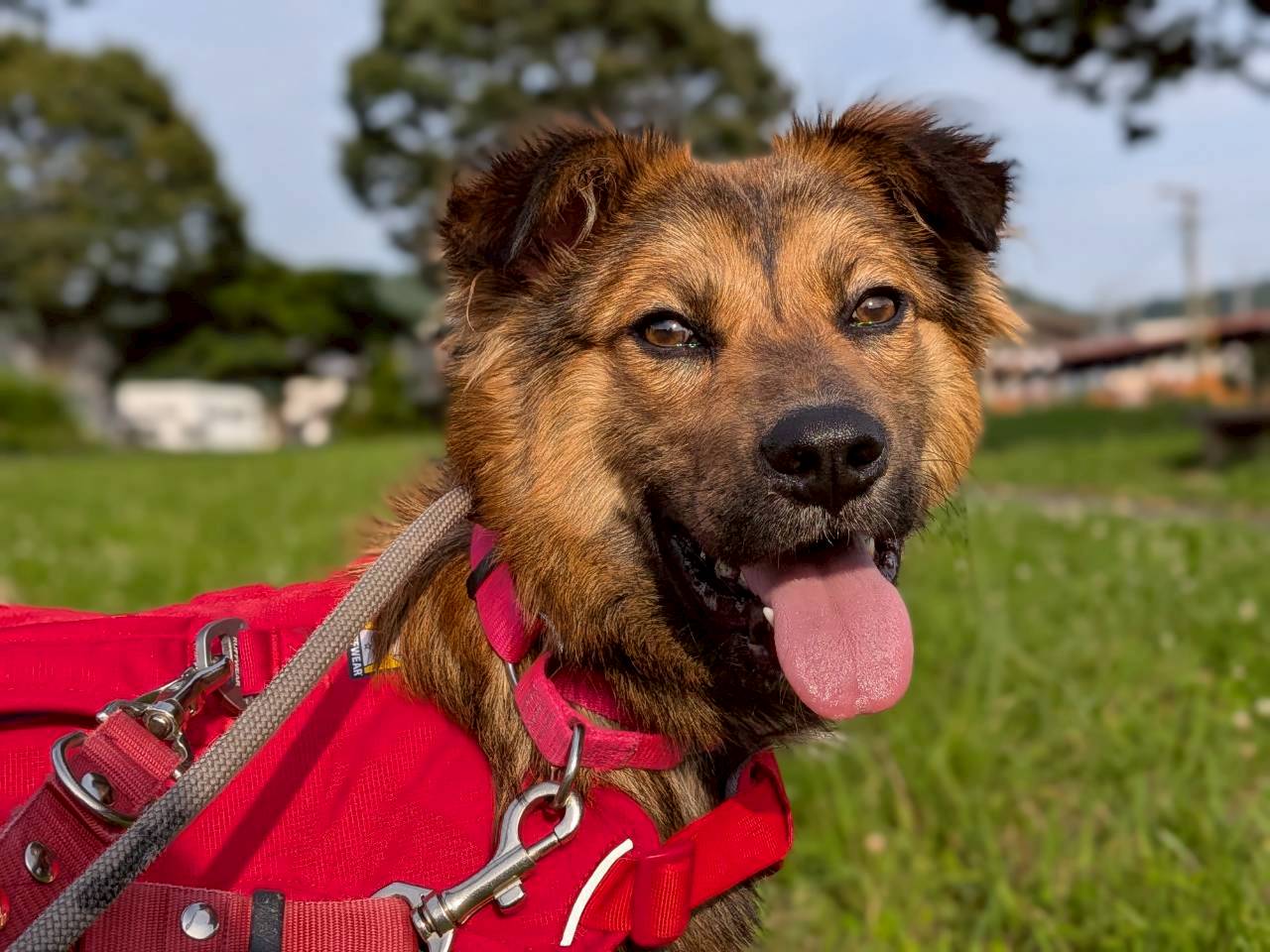 犬種不明