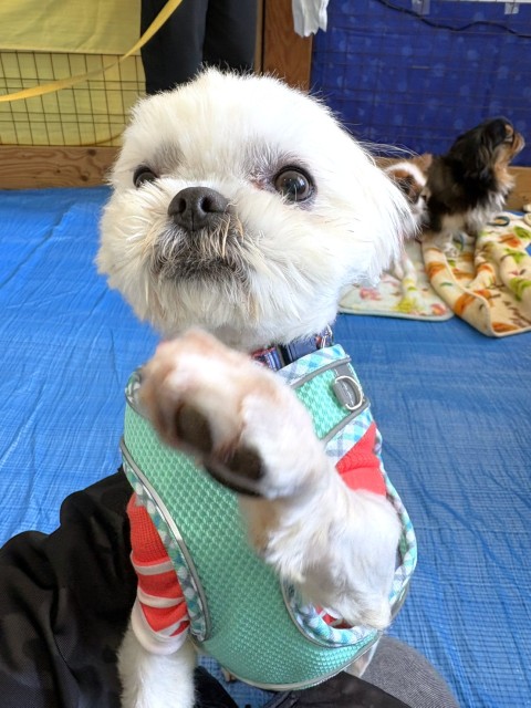 ヤックル