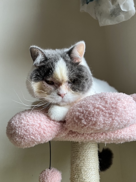 ミロ
