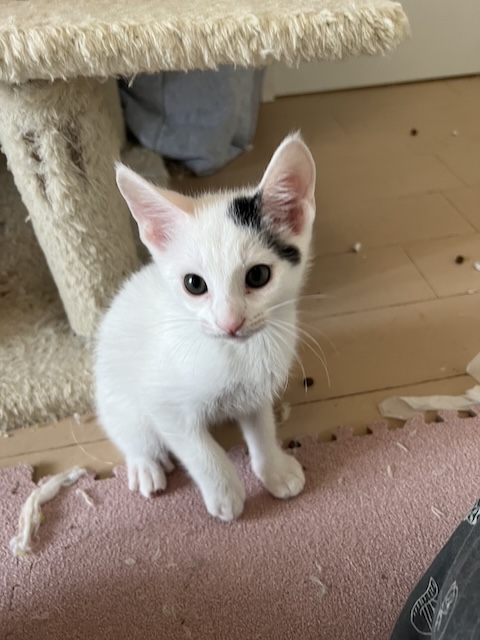 みやび