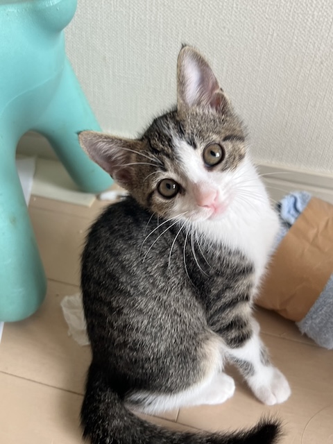 登録している生体