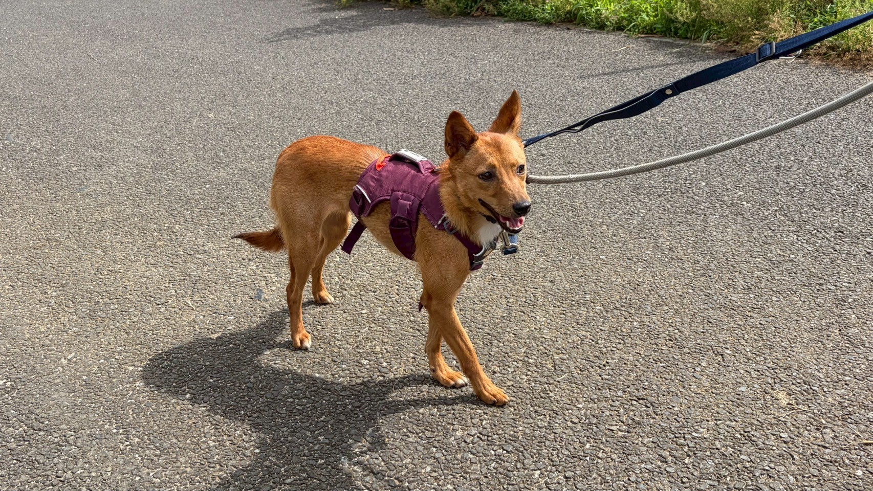 犬種不明