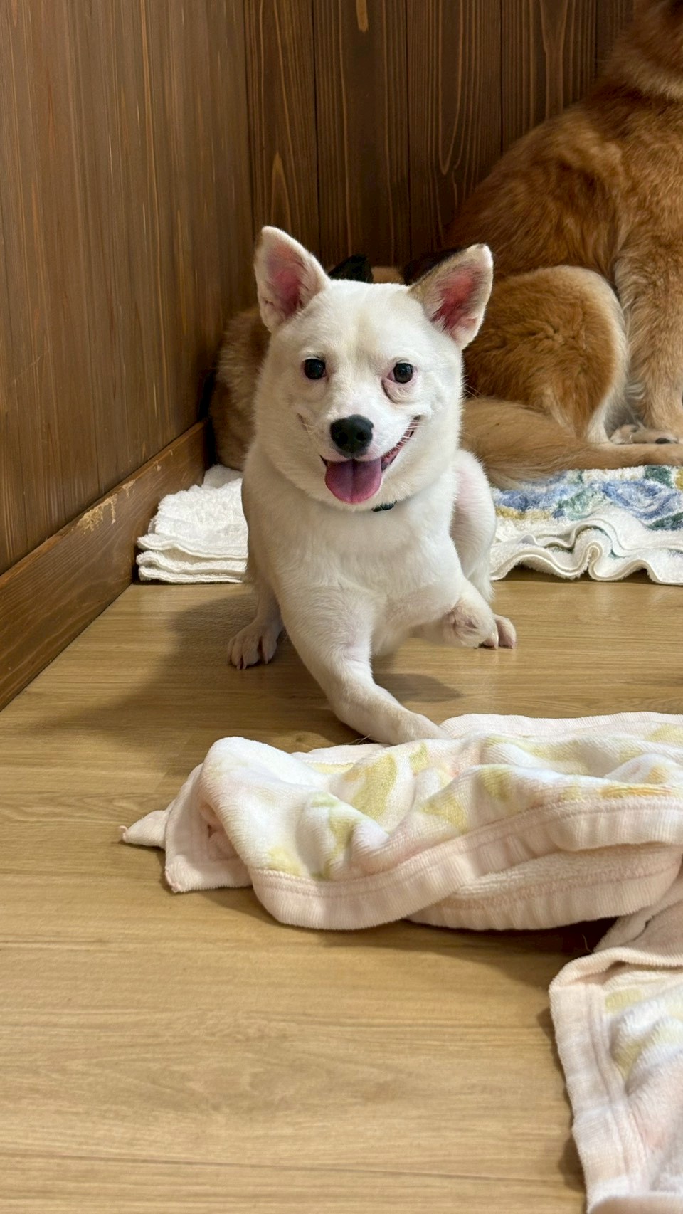 犬種不明