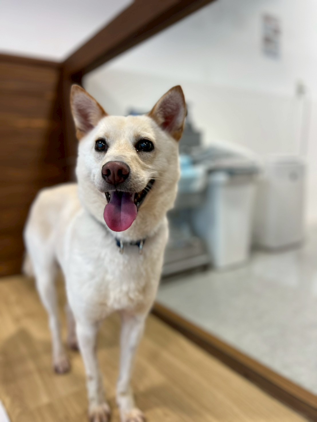 犬種不明