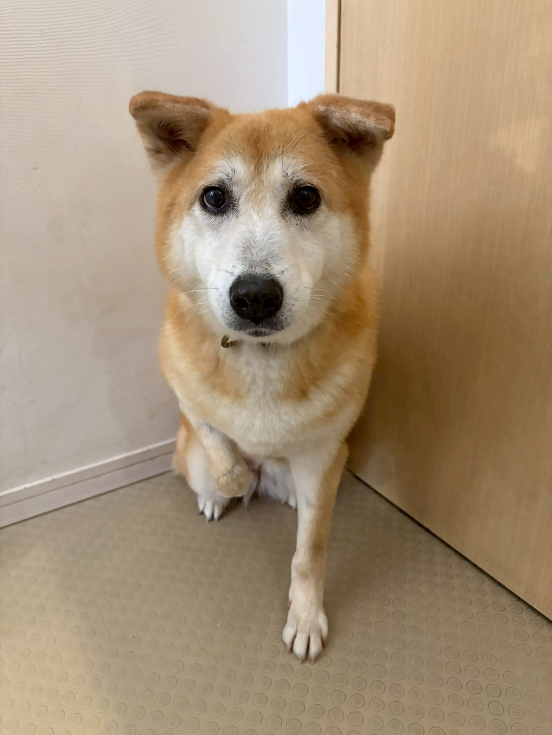 犬種不明