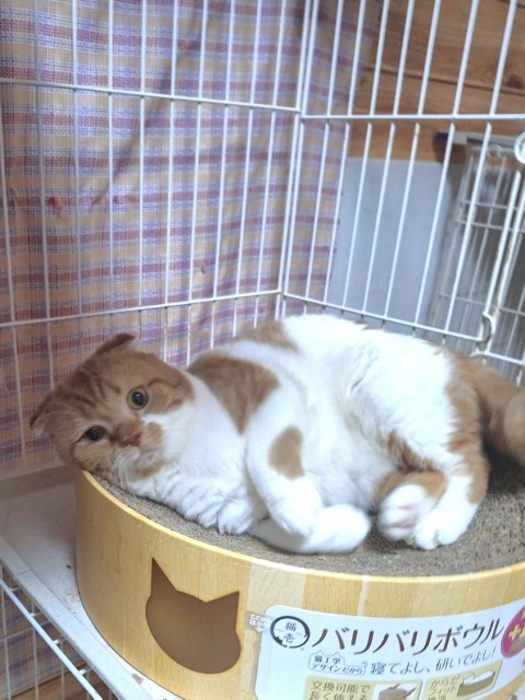 登録している生体
