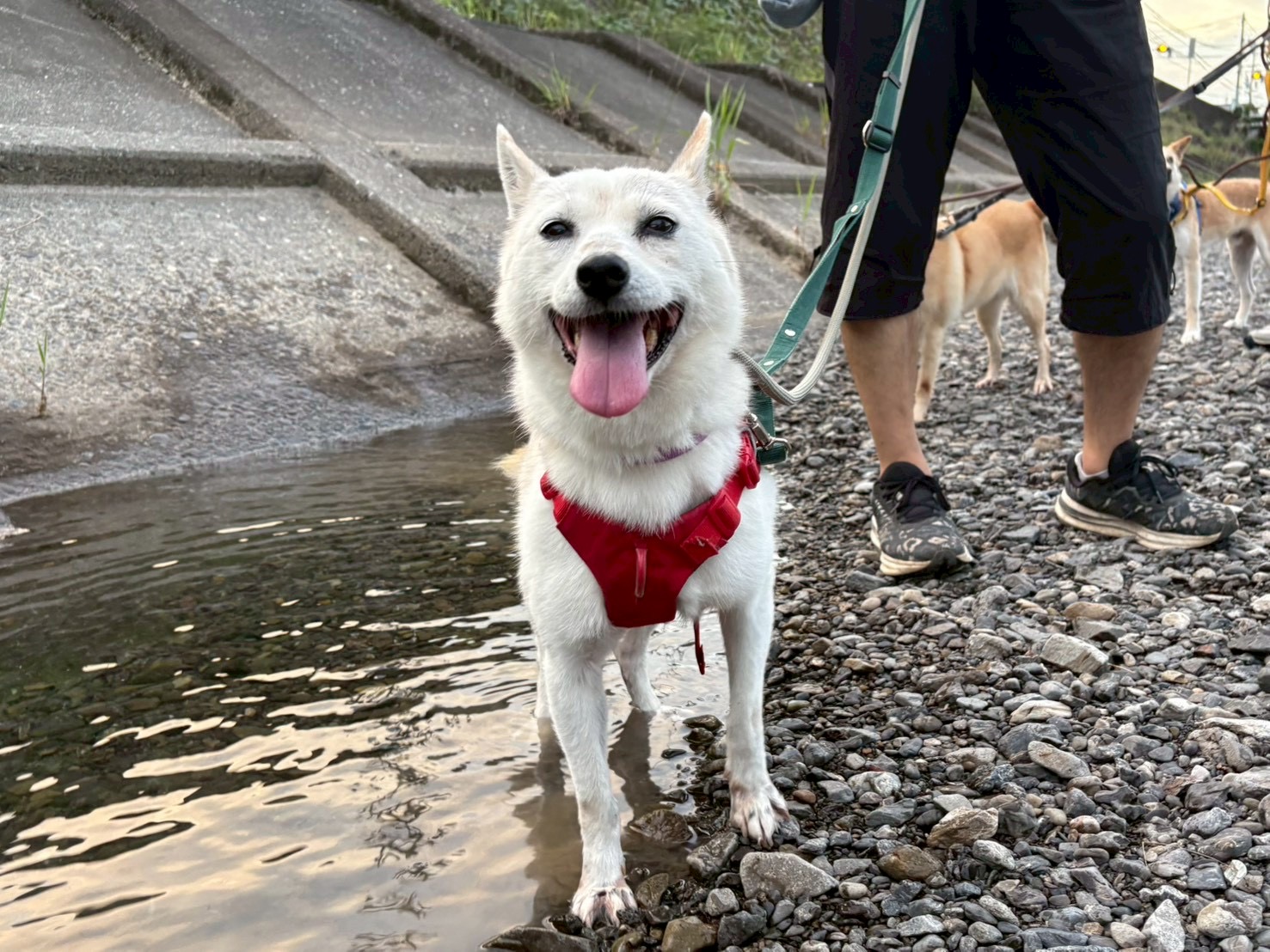 犬種不明