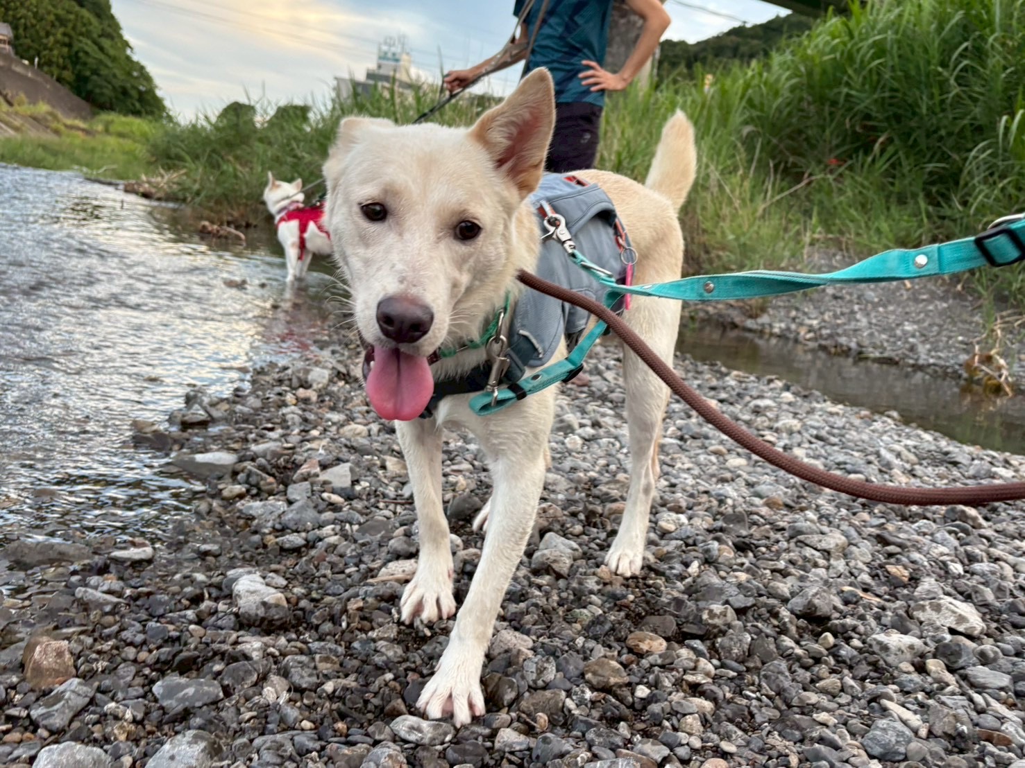 犬種不明