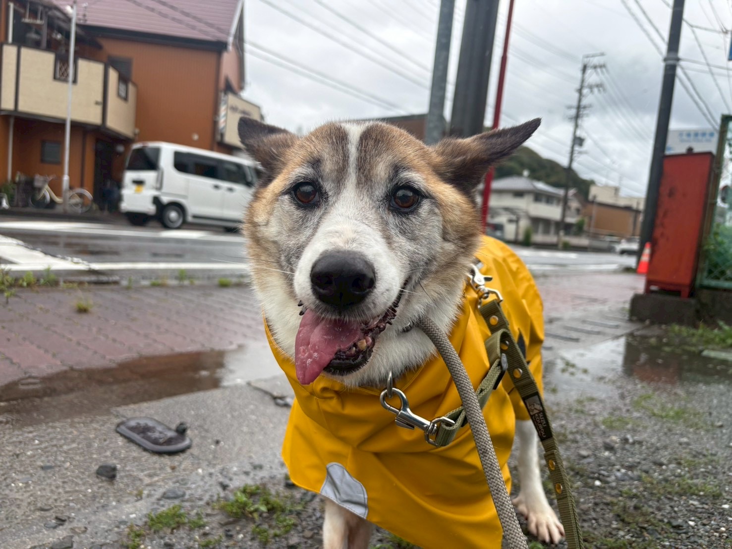アリッサム